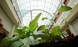 Galleria mall doubles as giant greenhouse