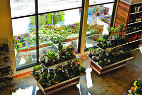 From 'Garden Center Impossible'  to successful store