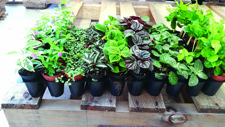 Think Big Plant Small Garden Center, Plants For A Shaded Fairy Garden