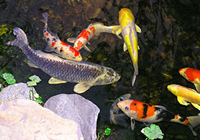 5 considerations when adding fish to a pond