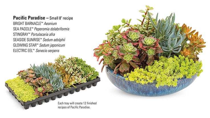 Proven Winners launches Coral Creations succulents line