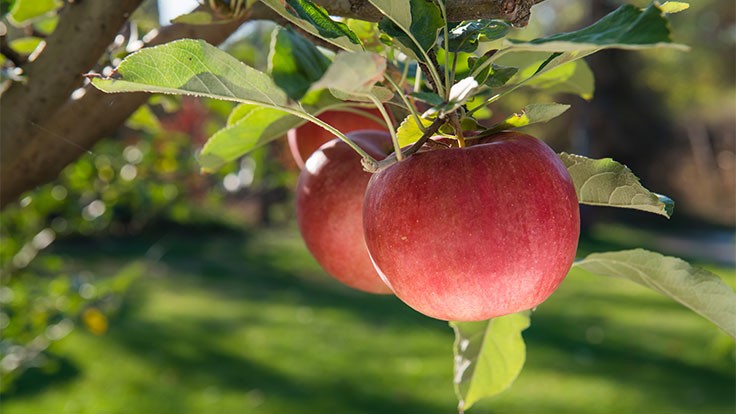 Last living Johnny Appleseed tree still fruitful after 150 years