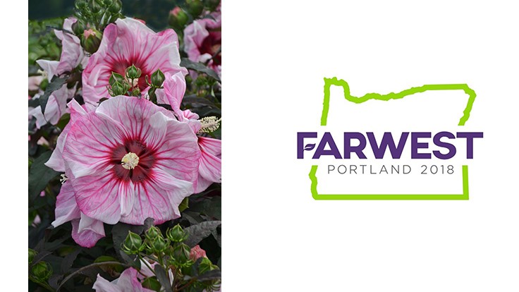 'Cherry Choco Latte' Rose Mallow wins judges’ honors at Farwest 2018