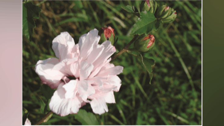 Lacebark Inc. introduces Lady Bug, a new rose-of-sharon variety