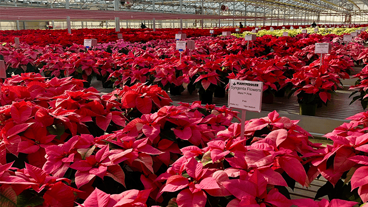 Syngenta's 'Mirage Red,' Lazzeri's 'Superba Glitter' are top performers in Plantpeddler's poinsettia trial