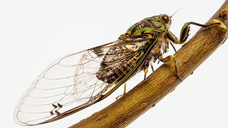 Cicadas expected to make a big buzz this summer