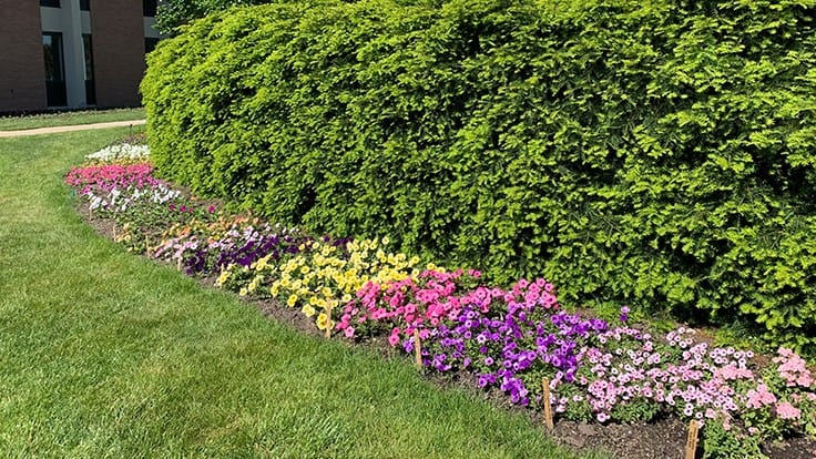 Despite restriction, MSU installs all ornamentals for trial gardens
