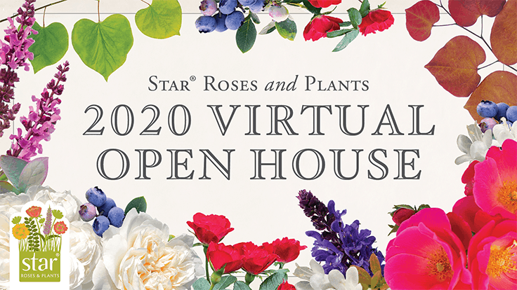Star Roses and Plants’ 2020 open house goes virtual 