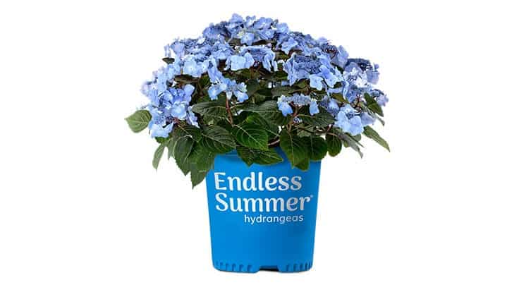 /endless-summer-introduces-pop-star-hydrangea.aspx