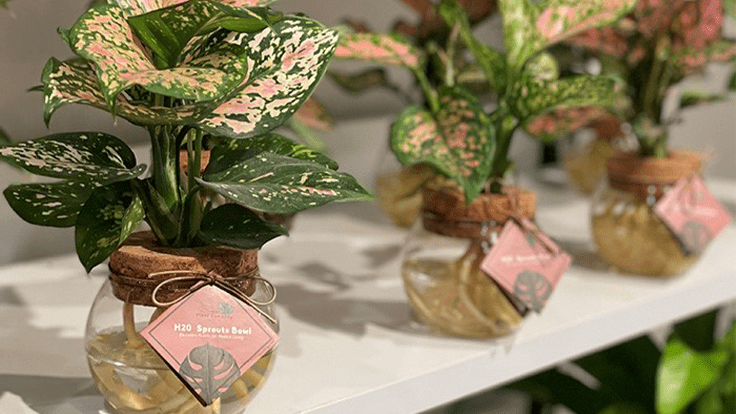 Proven Winners shares event dates for new houseplant program, leafjoy