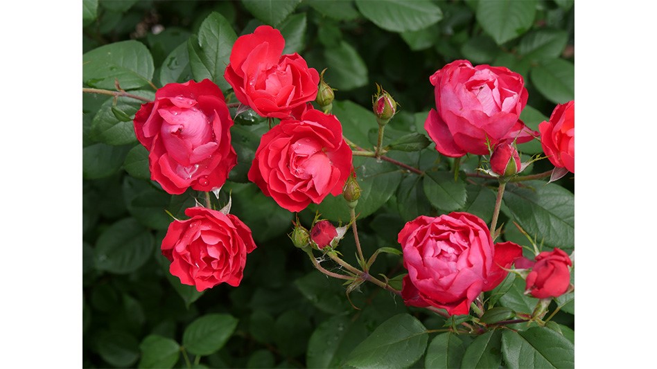 Proven Winners ColorChoice Oso Easy Double Red rose earns A.R.T.S. distinction