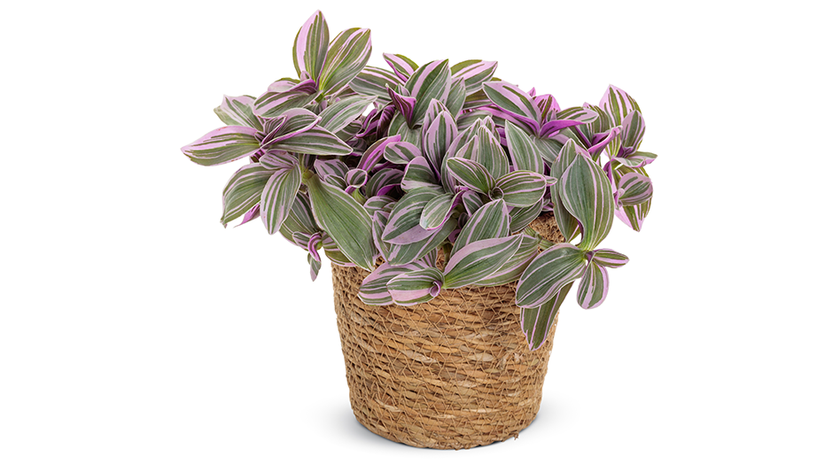 /proven-winners-feeling-flirty-purple-tradescantia-leafjoy-collection-2023-national-houseplant-of-the-year.aspx