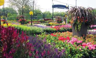 Thriving On Connections In The Big City - Garden Center Magazine