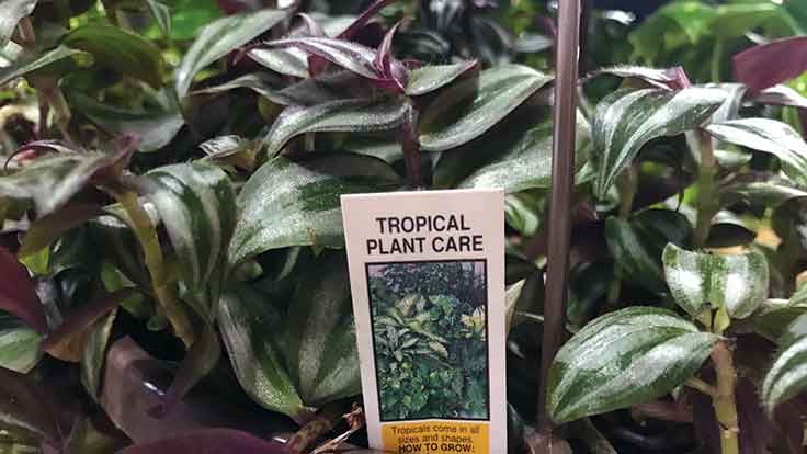 The case for better plant labels at garden centers