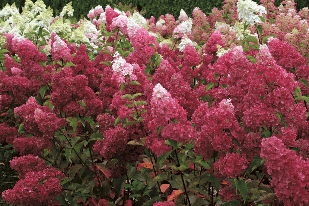 Berry White Hydrangea Garden Center Magazine