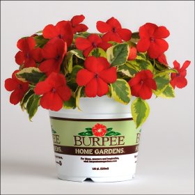 Burpee Home Gardens will launch flower line for 2012 Garden Center