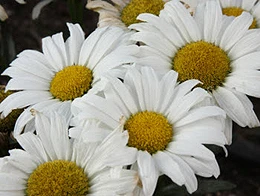 group of four white daisies with yellow center