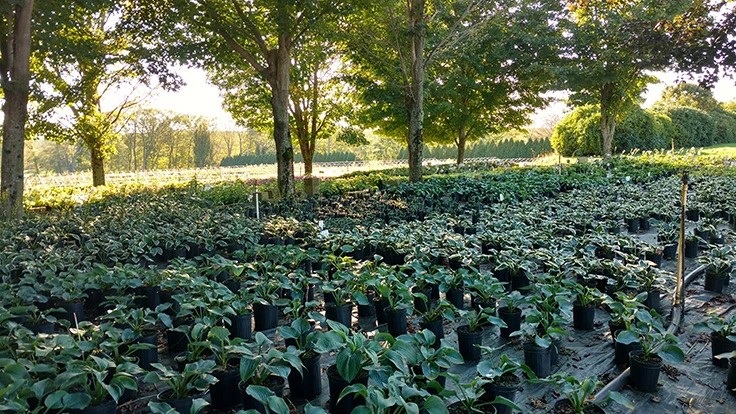 A nursery plot with green plants shaded by trees.