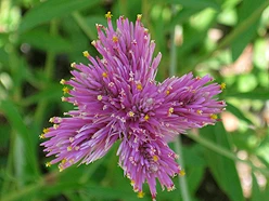 Close-up of pink flower