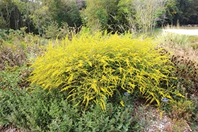 Image of plant Solidago rugosa