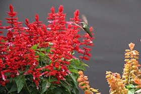 A hummingbird and red and orange flowers