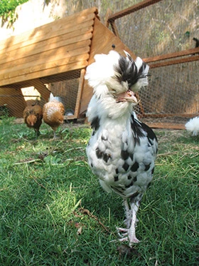 Image of black and white chicken.