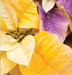 yellow bracts on a poinsettia