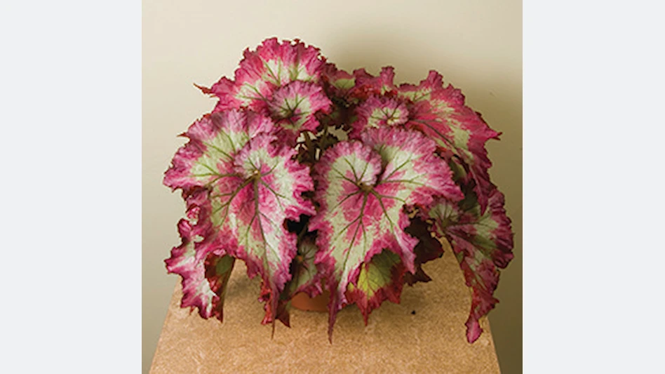 Begonia 'Raspberry Torte' - Garden Center