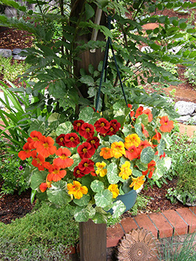Hanging Basket Nasturtiums ‘Little Firebirds’ Garden Center