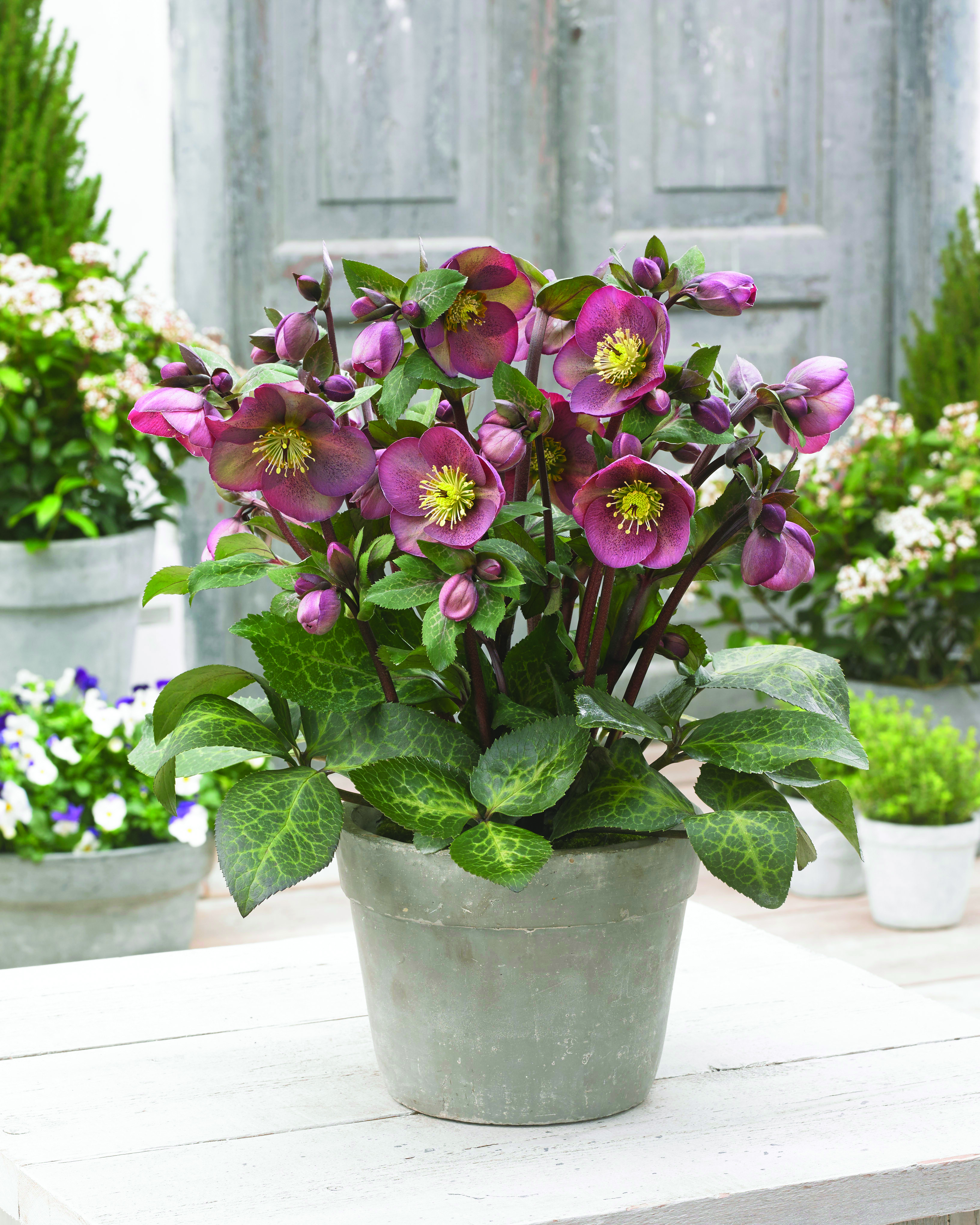 Helleborus Frostkiss 'Pippa's Purple' - Garden Center