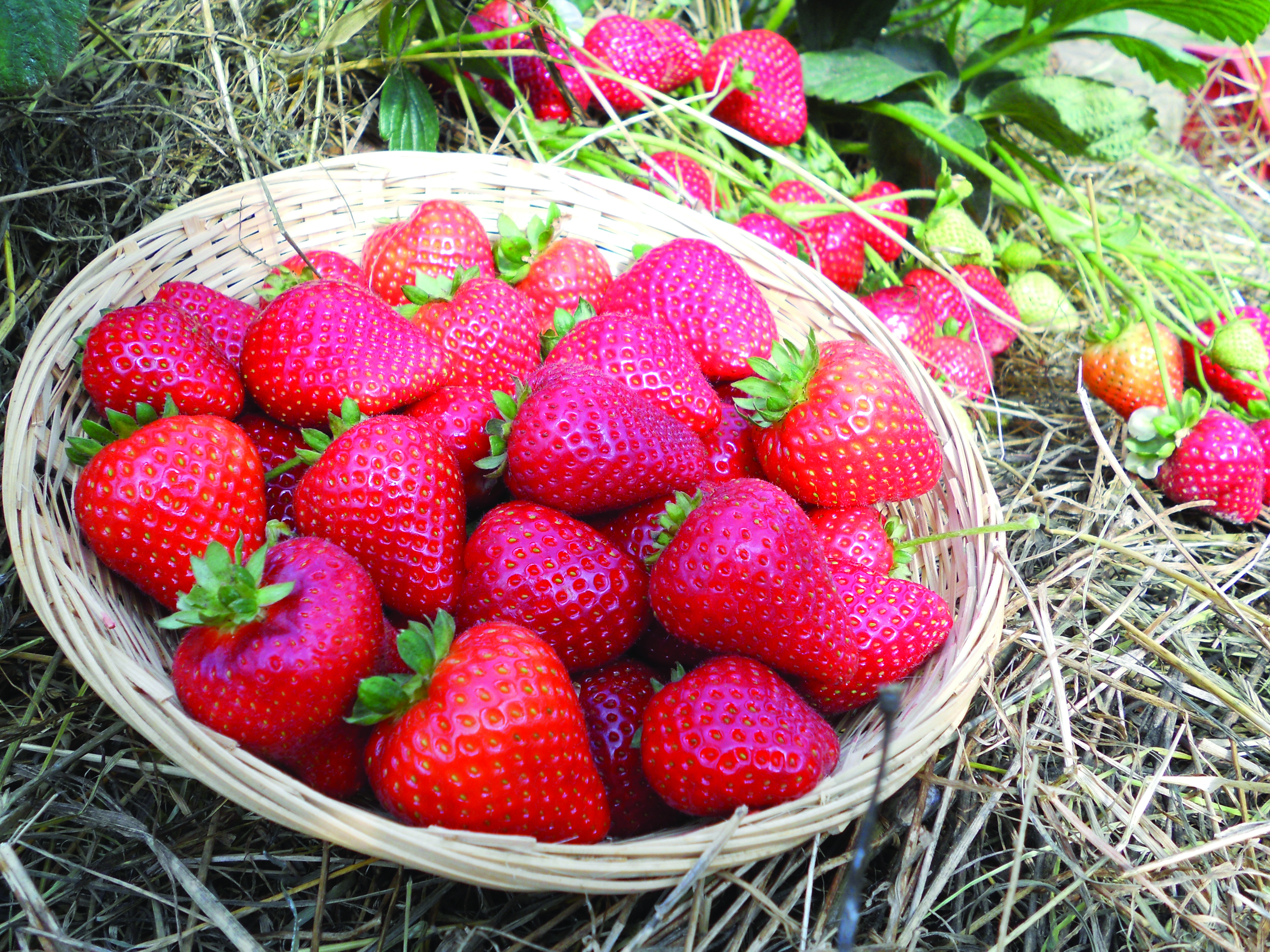 Strawberry Sweet Kiss Garden Center