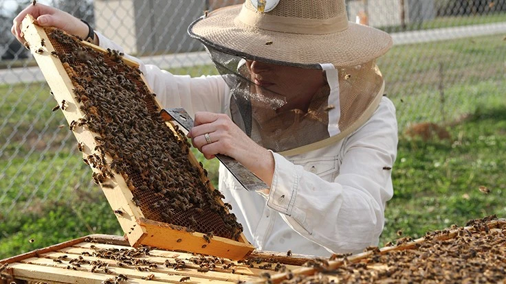 Beekeeper