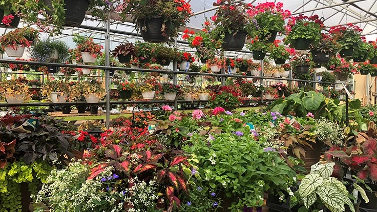 A greenhouse full of potted plants and hanging baskets.