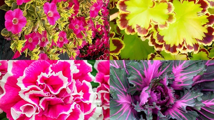 pink, purple and yellow plants
