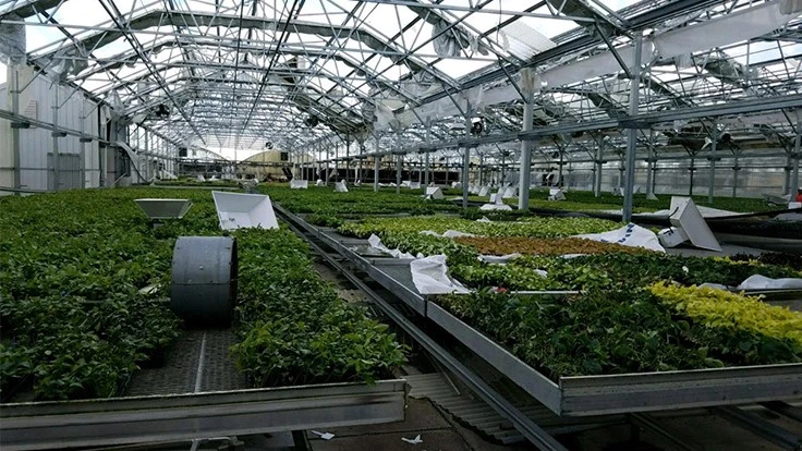 Green plants and damaged equipment in a greenhouse.