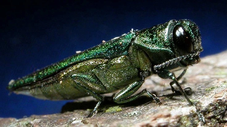 Green-colored insect