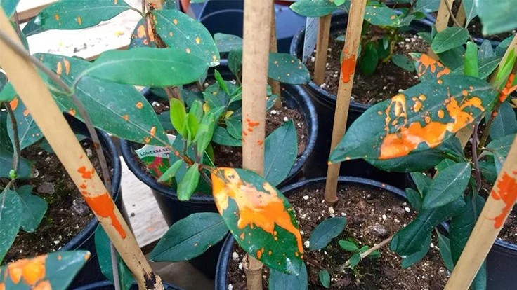 Vandalism of orange color on plants