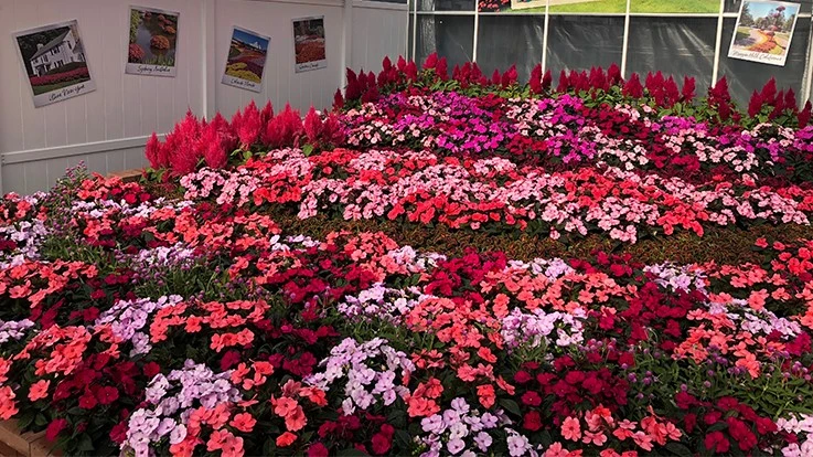 Sakata Seed America's SunPatiens line now provide wilt resistance thanks to new genetics out of Indonesia. Better wilt resistance can mean less frequent watering in the landscape.