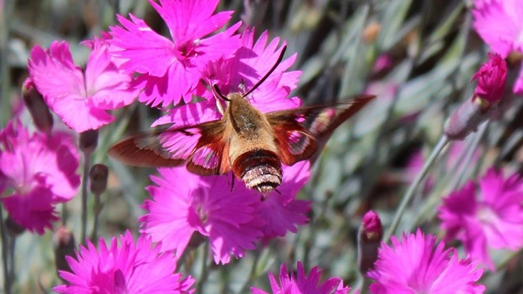 The hummingbird moth is a pollinator that wanders between plants drinking nectar.