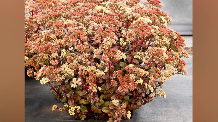 Sedum 'Peach Pearls'