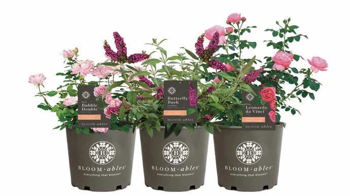 Image courtesy of Star Roses and Plants