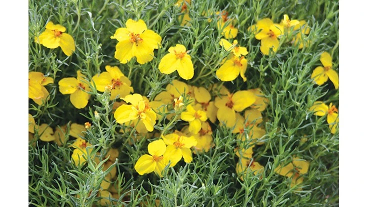 Zinnia grandiflora ‘Gold on Blue’
