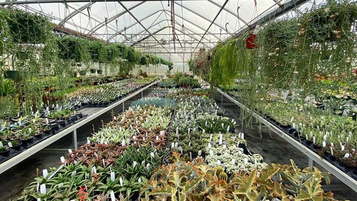 Greenhouses brace for coronavirus impact Garden Center