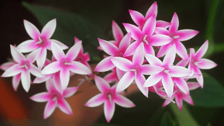 Pink Pentas.