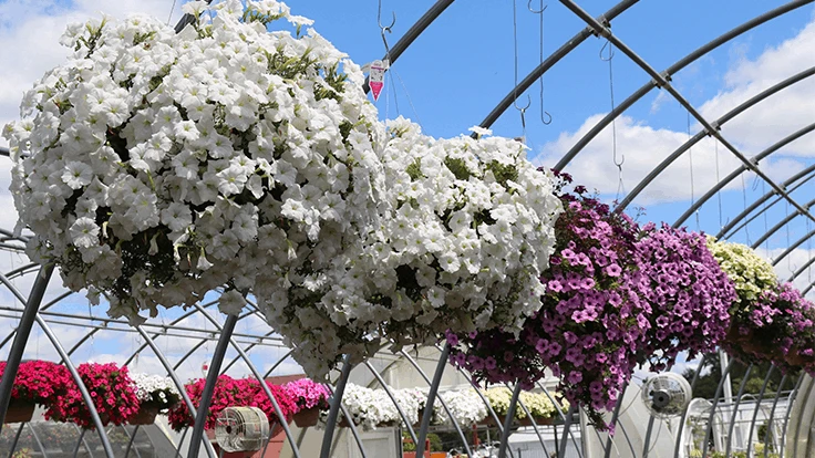 Hanging baskets on display at an IGC