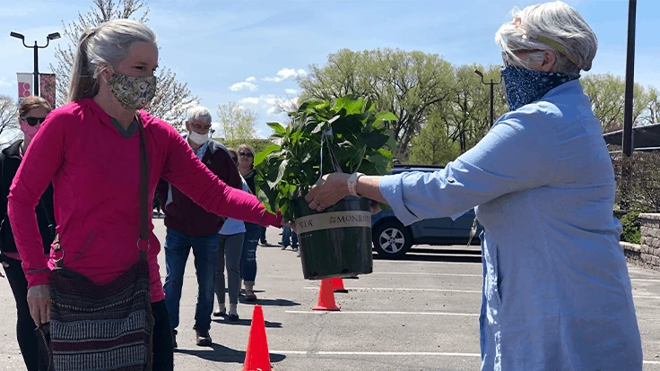 The Bruce Company in Middleton, Wisconsin, honored local moms with a Monrovia Pink Splendor Hydrangea on Mother's Day.