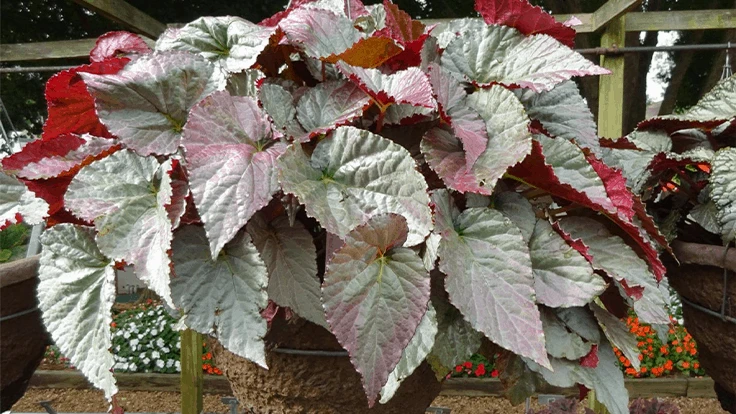 Begonia SILVER 'Treasure'
