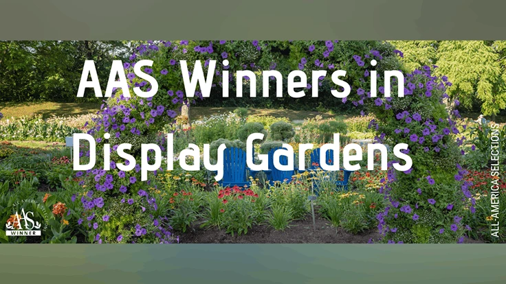 Photo courtesy of AAS