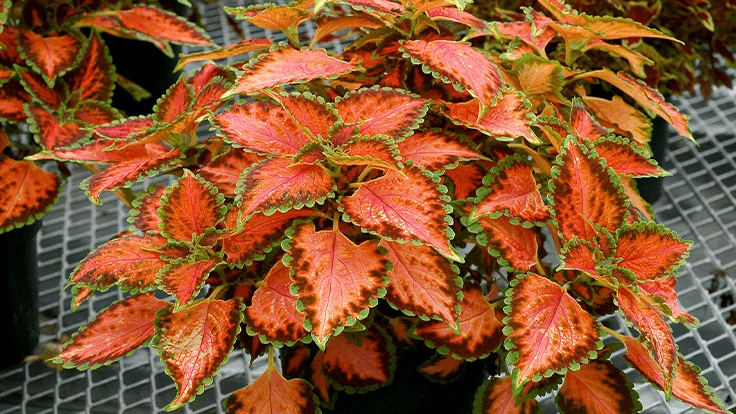 Coleus TERRA NOVA 'Peach Julep'