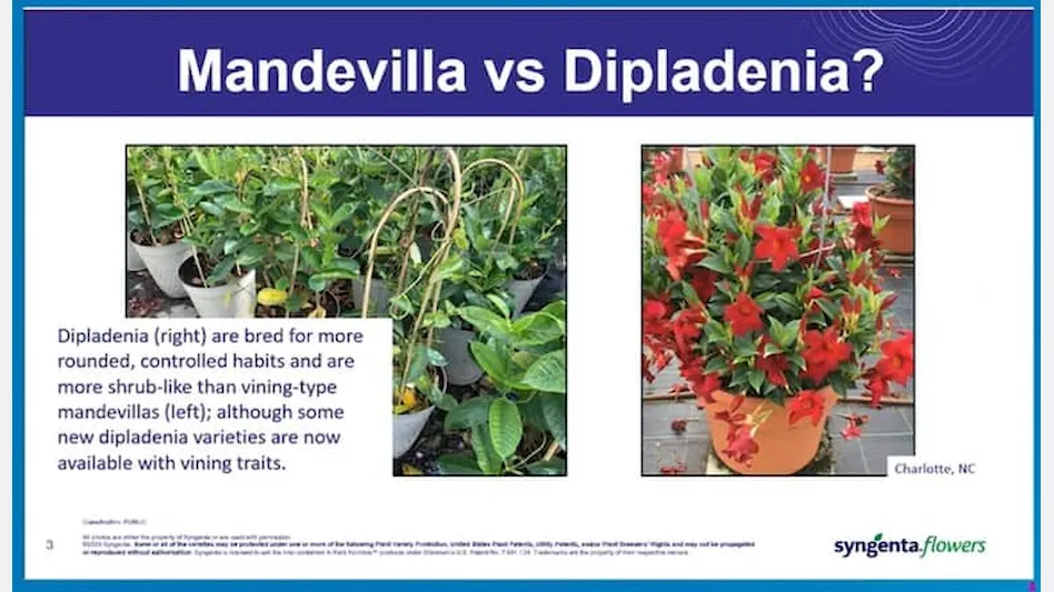 Dipladenia And Manla 101 Garden